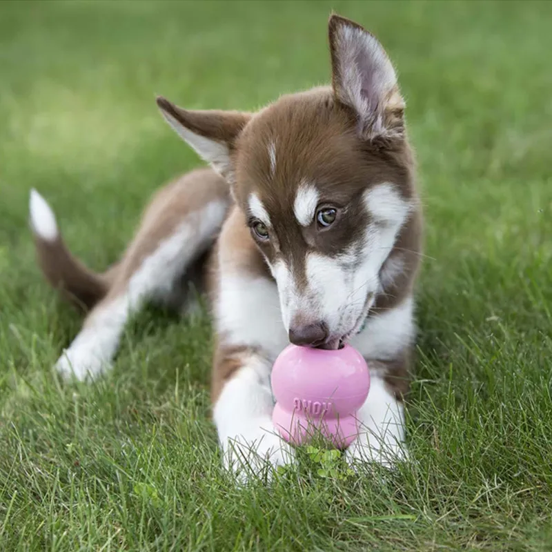 kong-chiot-easy-treat (1).webp